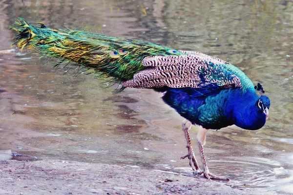 Indian Peafowl Blue Peafowl Pavo Cristatus Coast Lake — Stock Photo, Image