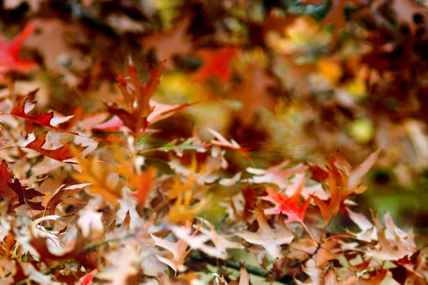 Rötliche Herbstblätter Hintergrund — Stockfoto