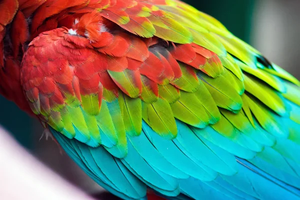 Πολύχρωμα Φτερά Scarlet Macaw — Φωτογραφία Αρχείου