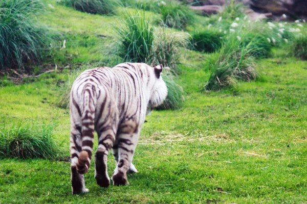 Einsamer Weißer Tiger Spaziert Zoo — Stockfoto