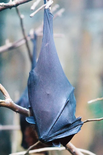 Large Flying Fox Pteropus Vampyrus Also Known Greater Flying Fox — Stock Photo, Image