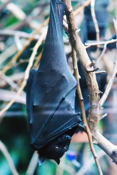 Large Flying Fox Pteropus Vampyrus Also Known Greater Flying Fox — Stock Photo, Image