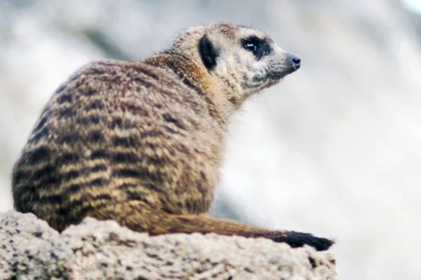 Meerkat Suricado Alerta — Fotografia de Stock