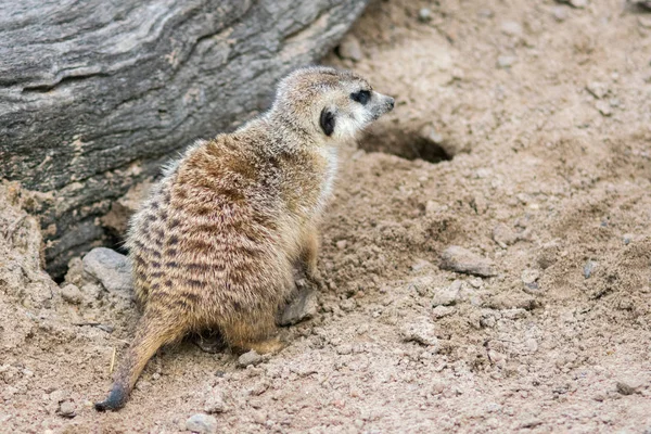 Meerkat는 — 스톡 사진