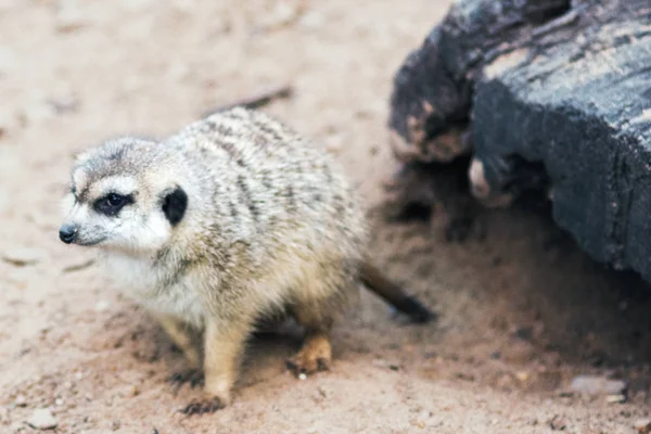 Meerkat Cavando Sujeira — Fotografia de Stock