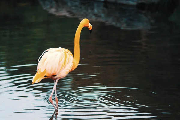 Amerikaanse Flamingo Caribische Flamingo Phoenicopterus Ruber — Stockfoto