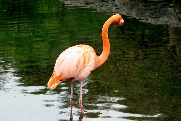 Amerikaanse Flamingo Caribische Flamingo Phoenicopterus Ruber — Stockfoto