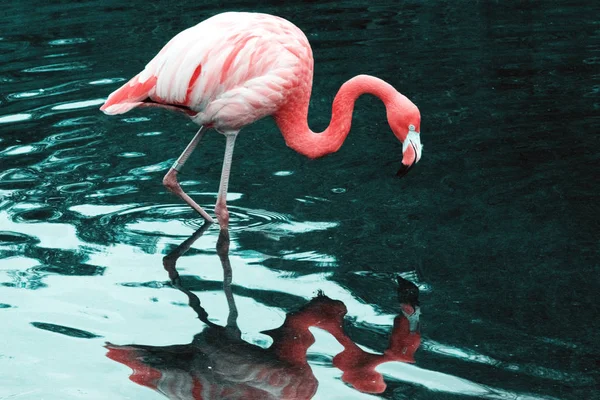 Amerikaanse Flamingo Caribische Flamingo Phoenicopterus Ruber — Stockfoto