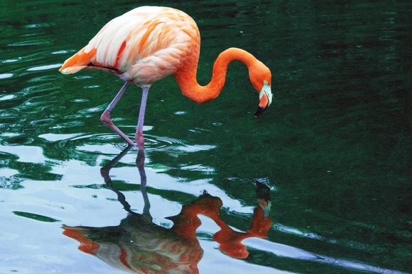 Amerikaanse Flamingo Caribische Flamingo Phoenicopterus Ruber — Stockfoto