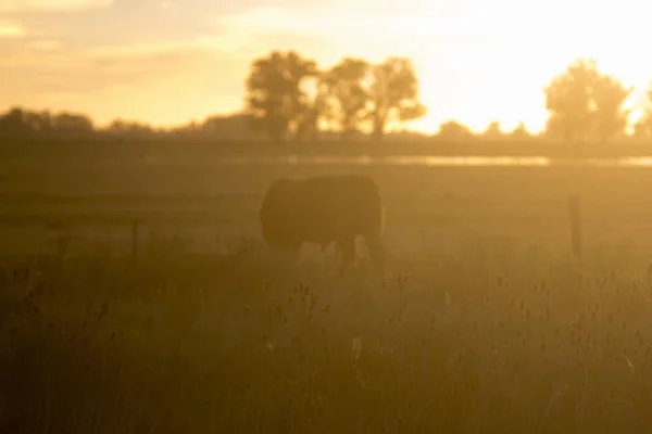 赫里福德牛在黄昏时分在农场里放牧 — 图库照片