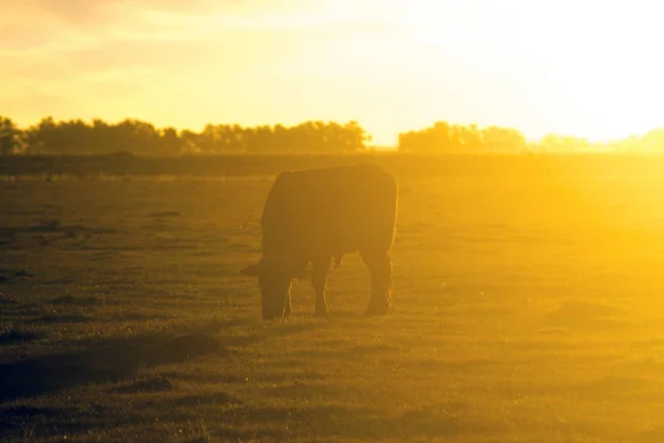 Hereford Vaca Pastando Entardecer Uma Fazenda — Fotografia de Stock
