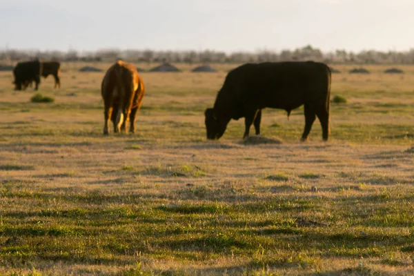 赫里福德牛在黄昏时分在农场放牧 — 图库照片