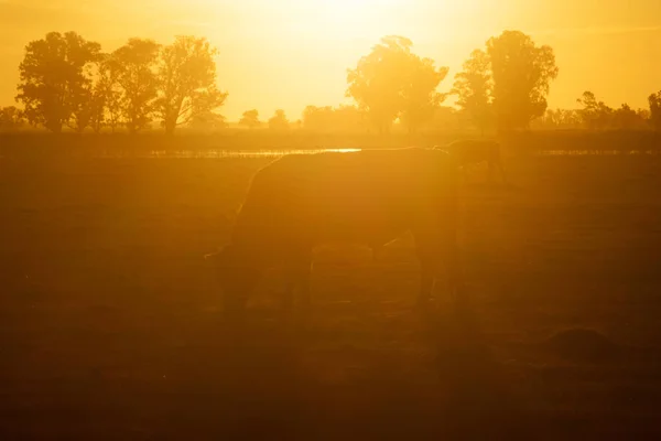 農場の夕暮れ時に放牧するヘレフォード牛 — ストック写真