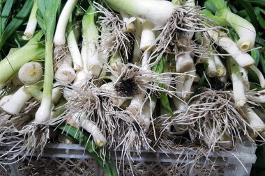 Pırasa satılık görüntülendi