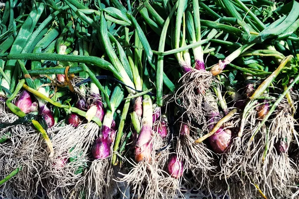 Daun Bawang Ditampilkan Untuk Dijual — Stok Foto