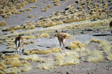 Llamas, Şili ve Arjantin'in kuzeyindeki And es'lerde, kurak bir yüksek plato olan Puna de Atacama veya Atacama Platosu çölünde otluyor.