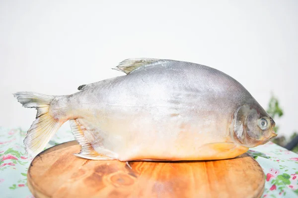 Raw Pacu fish ready for eat on wooden table