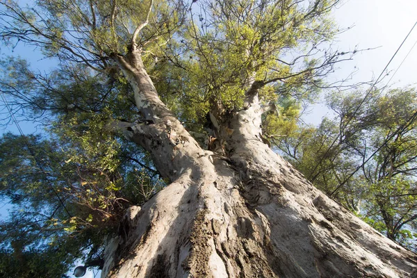 Giant Eucalyptus Tree Trunk 120 Tahun Pohon Tua — Stok Foto