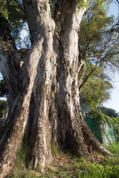 Tronc Eucalyptus Géant Arbre 120 Ans — Photo