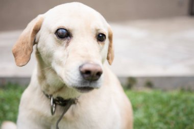 Bir göz kör Labrador Retriever Köpek