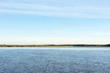 Phragmites Buenos Aires Rio de la Plata Nehri kıyısında saz, Arjantin