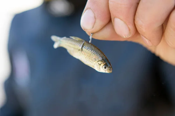 Pequeño Pez Mojarra Para Anzuelo Pesca Cebo — Foto de Stock