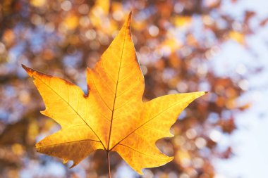 Sonbaharda Portakal Akçaağaç Ağacı yaprağı 