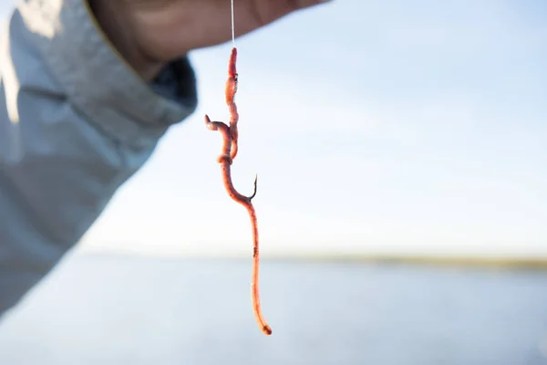 Verme Para Isca Gancho Pesca — Fotografia de Stock