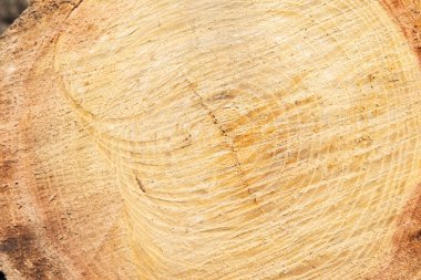 Kesit ağaç gövdesi, yakın çekim