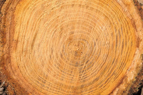 Cross section of tree trunk Close up