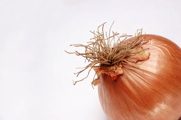 Onion Nahaufnahme Auf Weißem Hintergrund — Stockfoto