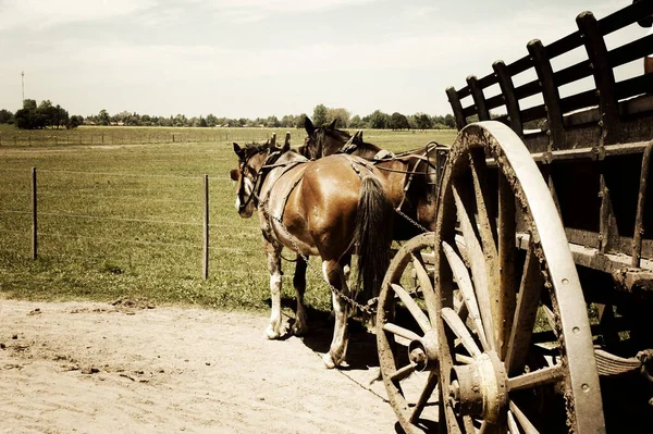 Shot Horse Cart Vehicle — Stock Photo, Image