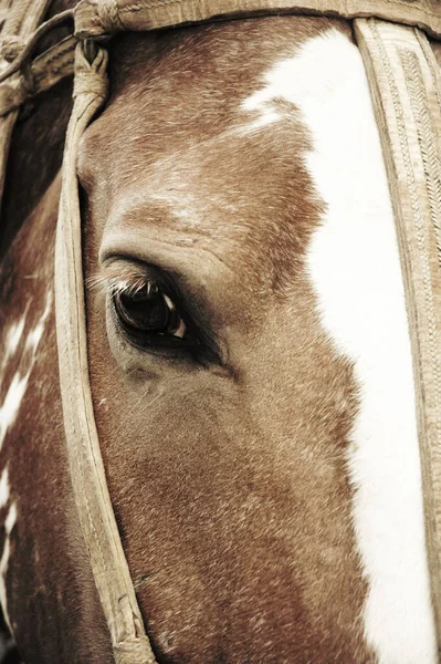 Nahaufnahme Porträt Eines Pferdes — Stockfoto