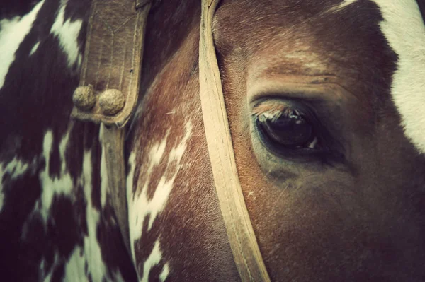 Närbild Porträtt Häst — Stockfoto