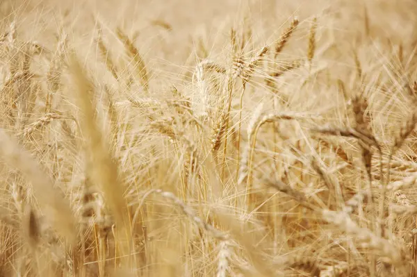 Вид Красивое Пшеничное Поле — стоковое фото