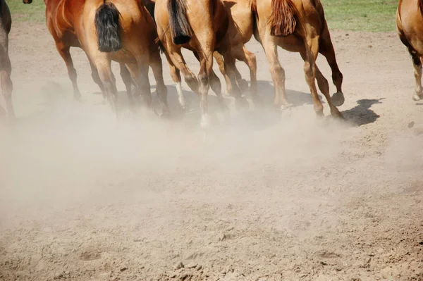 Hästar Springa Gården — Stockfoto