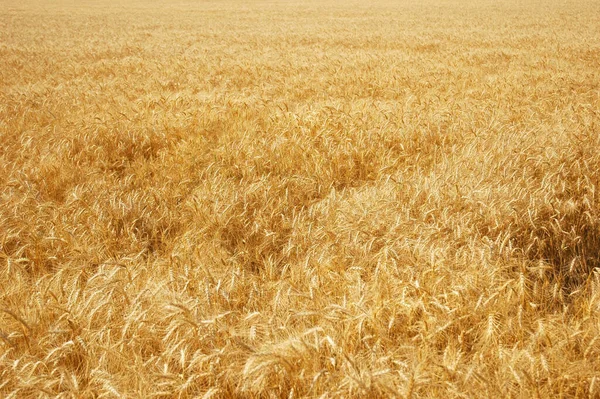 Крупним Планом Красиве Пшеничне Поле — стокове фото