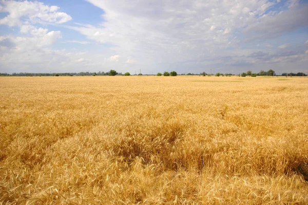 Landschaft Blick Auf Ein Wunderschönes Weizenfeld — Stockfoto