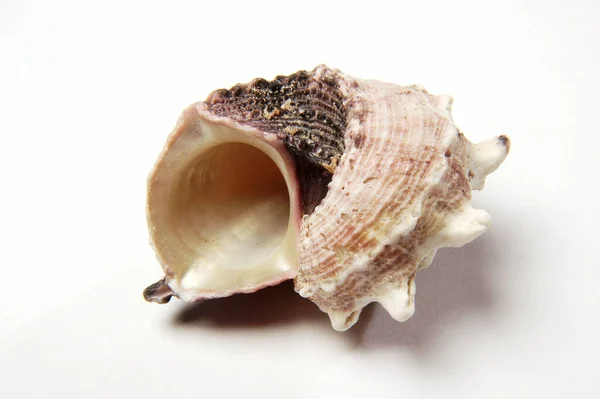 Mar Caracol Shell Fundo Branco — Fotografia de Stock