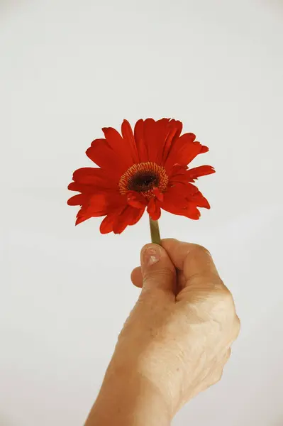 Κόκκινο Λουλούδι Gerbera Λευκό Φόντο — Φωτογραφία Αρχείου