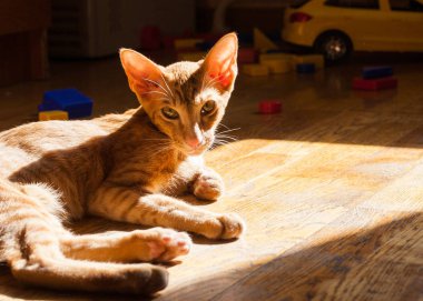 Oryantal doğurmak evde yatan güzel bir yavru kedi