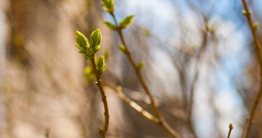 İlk tomurcukları bahar dalları
