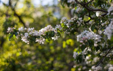 Güzel çiçekler olan elma ağaçlarının çiğ bahar içinde