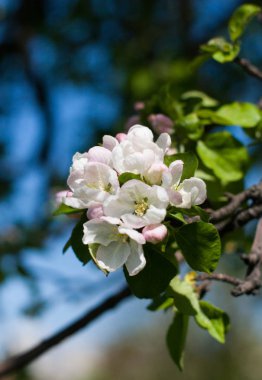 Bahar elma ağacı çiçek portre