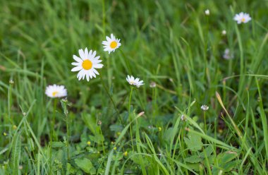 Chamomiles çiçek alanında
