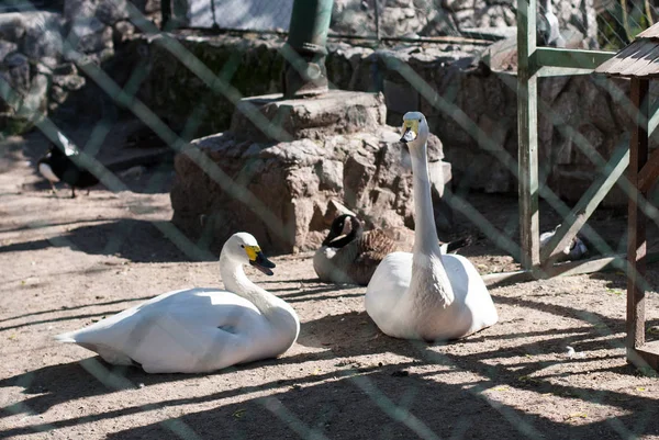 Птахів Зоопарку Санкт Петербурзі Сидячи Клітці — стокове фото