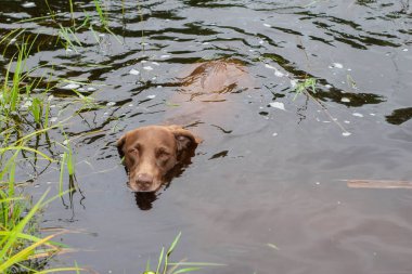 Yaz aylarında nehirde Yüzme bir köpek
