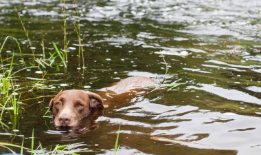 Yaz aylarında nehirde Yüzme bir köpek