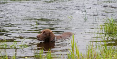 Yaz aylarında nehirde Yüzme bir köpek