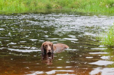 Yaz aylarında nehirde Yüzme bir köpek